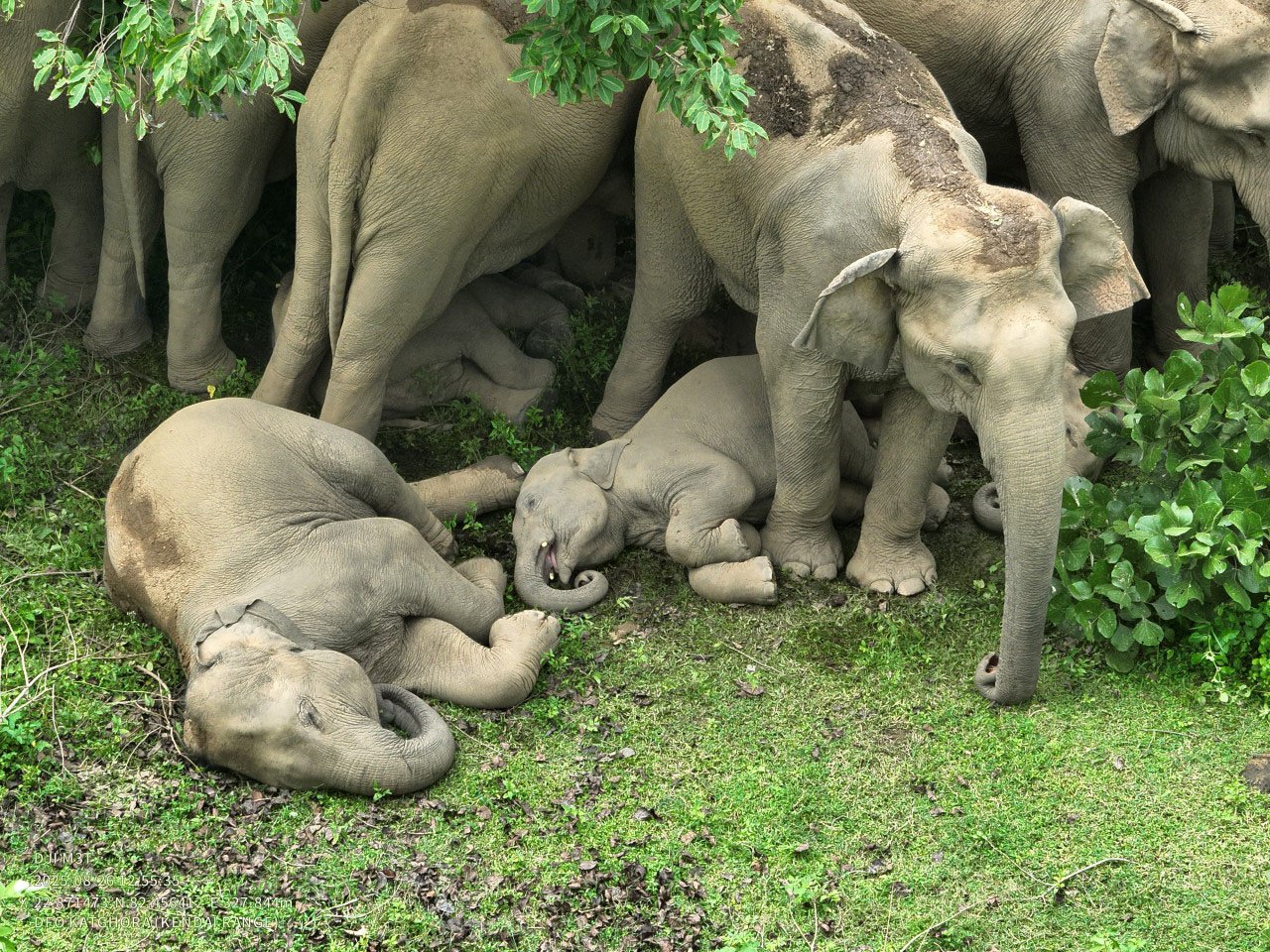 AI का अलर्ट Elephent
