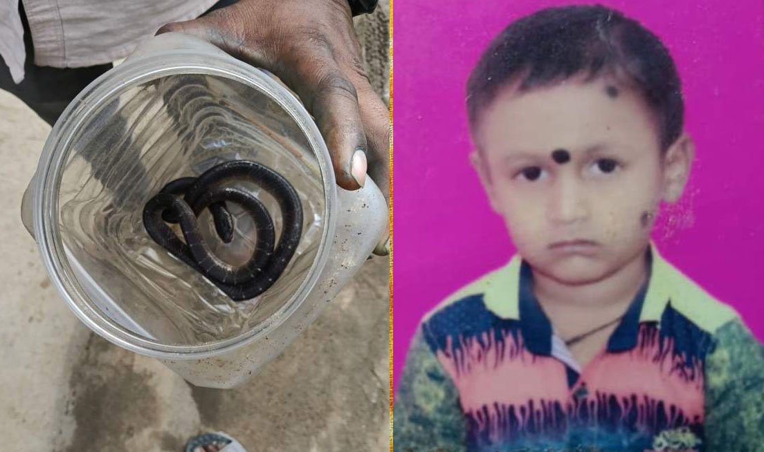 करैत सांप