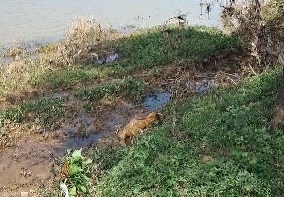 महानदी में मिली दो महिलाओं की लाश
