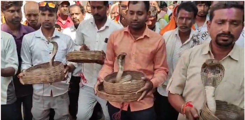 सांपों Snake की शोभायात्रा